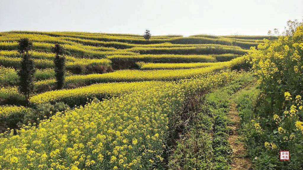【國際旅遊攝影網】推薦住宿羅平螺絲田旭升客棧