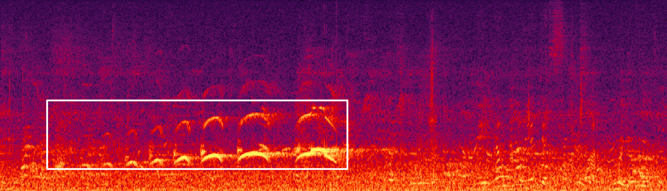 藏不住了！用科技解鎖大灣區中央溼地萌態圖鑑