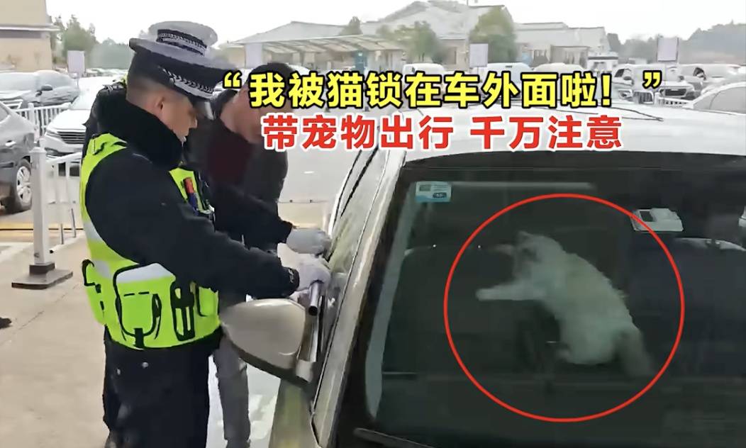 今起全國高速免費通行9天！這份“春節自駕安全指南”請收藏→