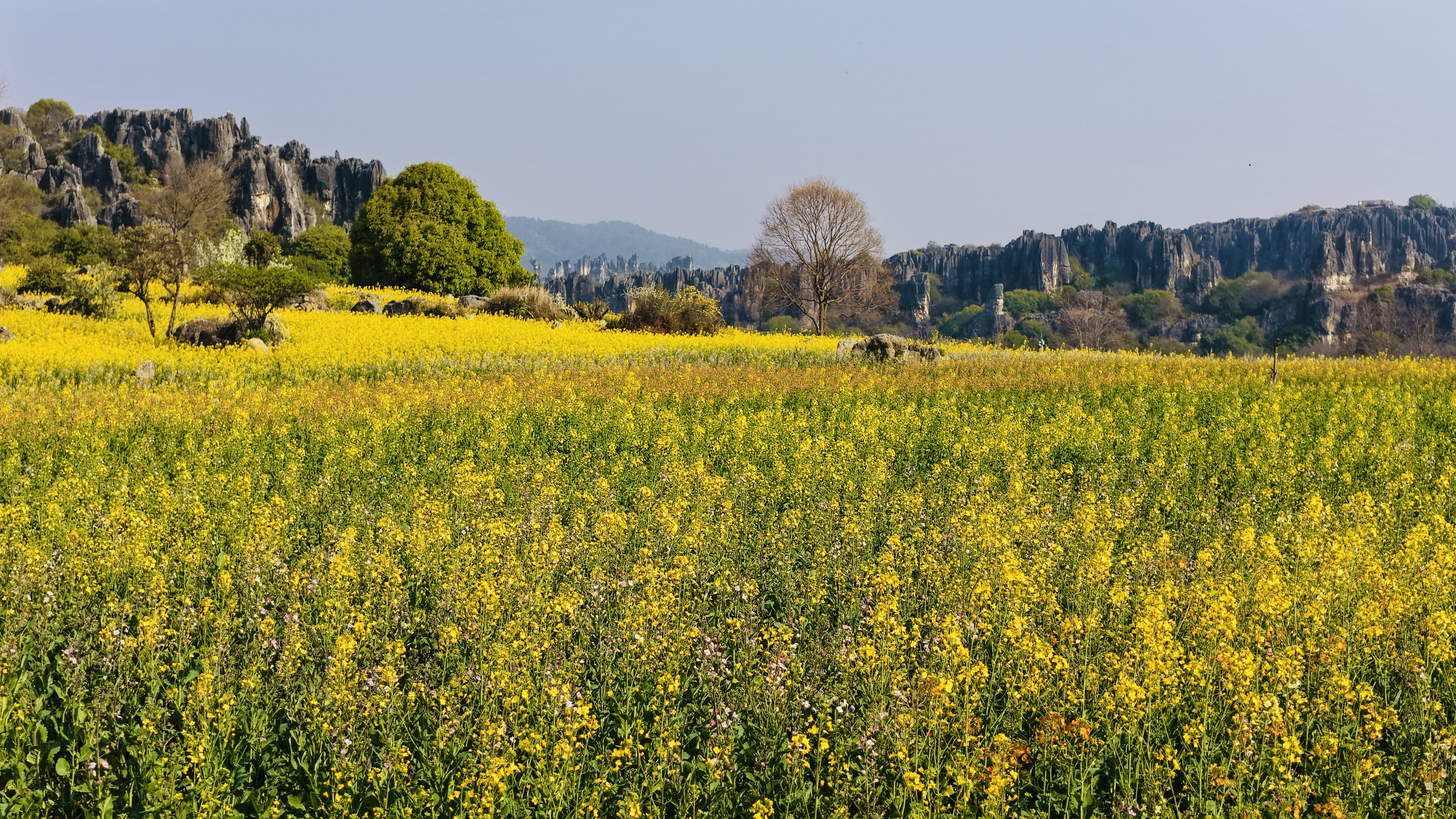 3月7日至8日，雲南乃古石林風景區女性免票