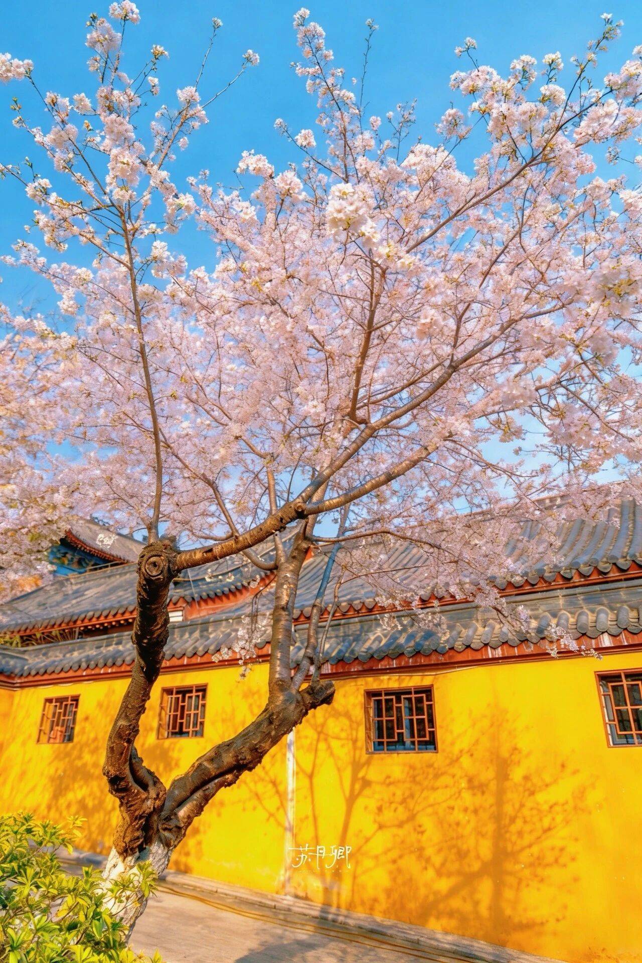 原創武漢賞櫻攻略請收藏！除了武大和東湖，還有這些免費打卡地哦