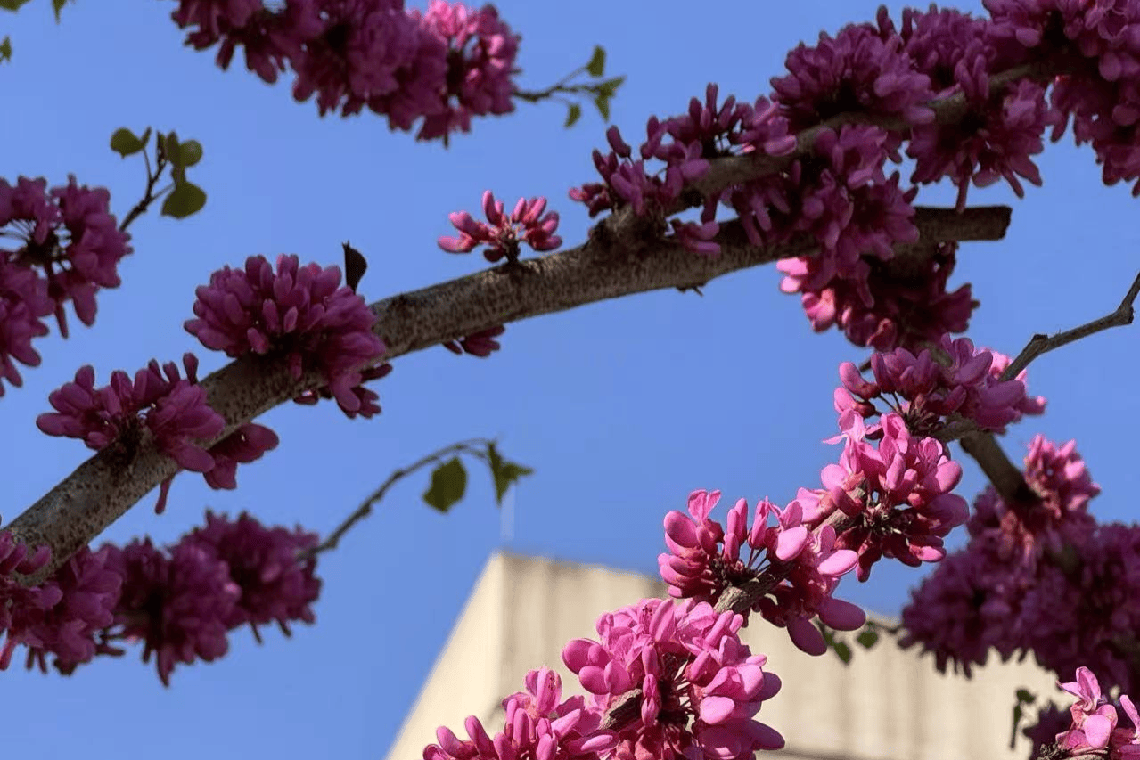 重慶城科大學校園的澎湃春天