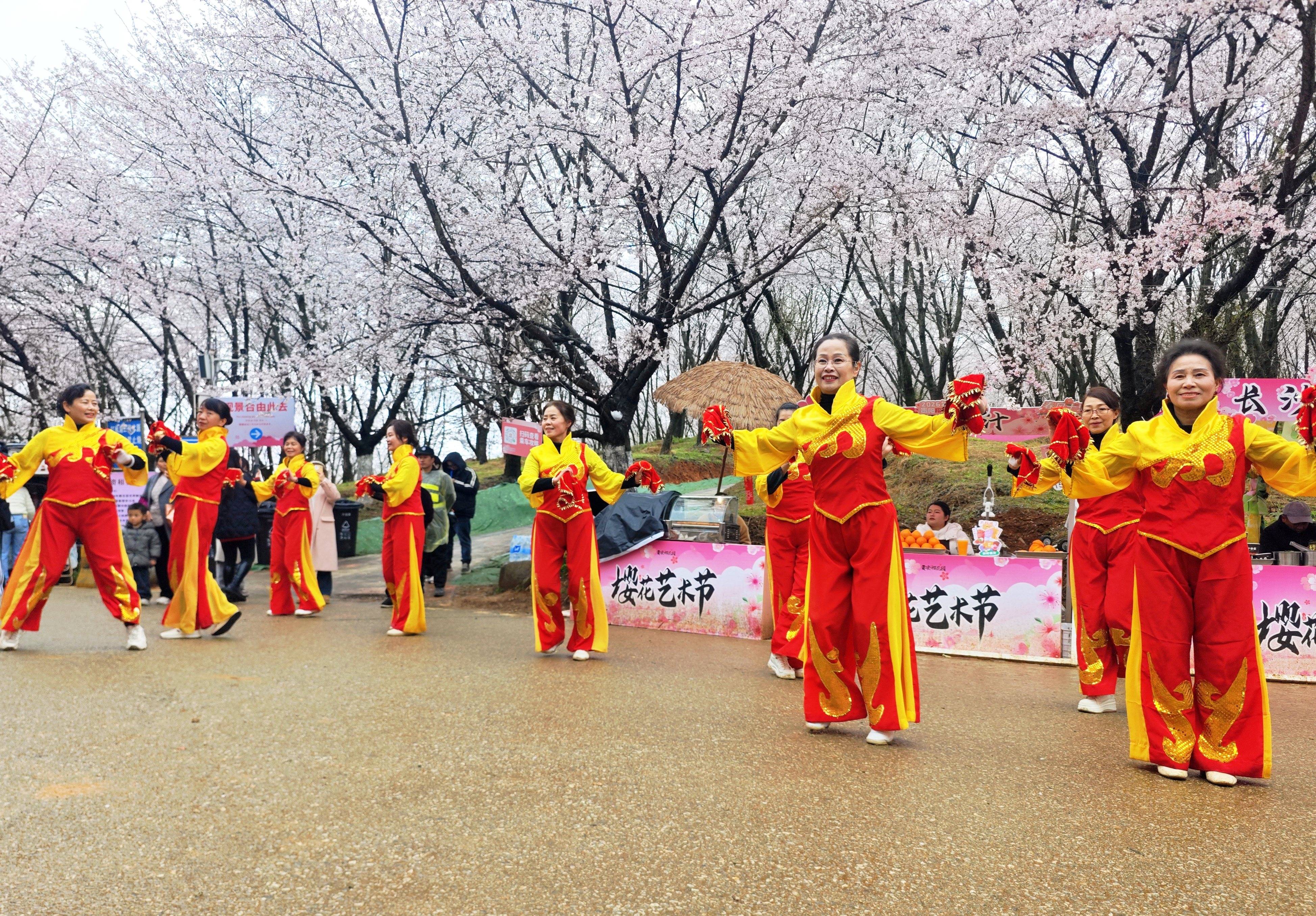 雨中櫻花園別樣浪漫！貴安櫻花園上演民族舞蹈快閃