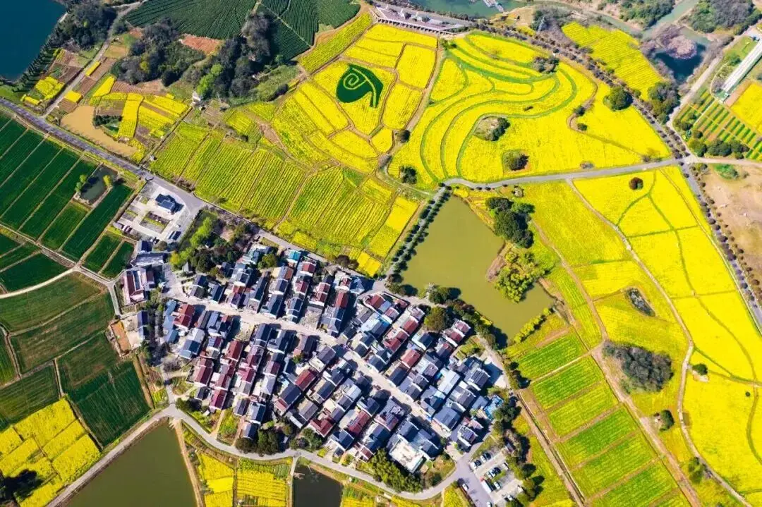 不用跑遠！南京市區及周邊油菜花地圖，收藏出發