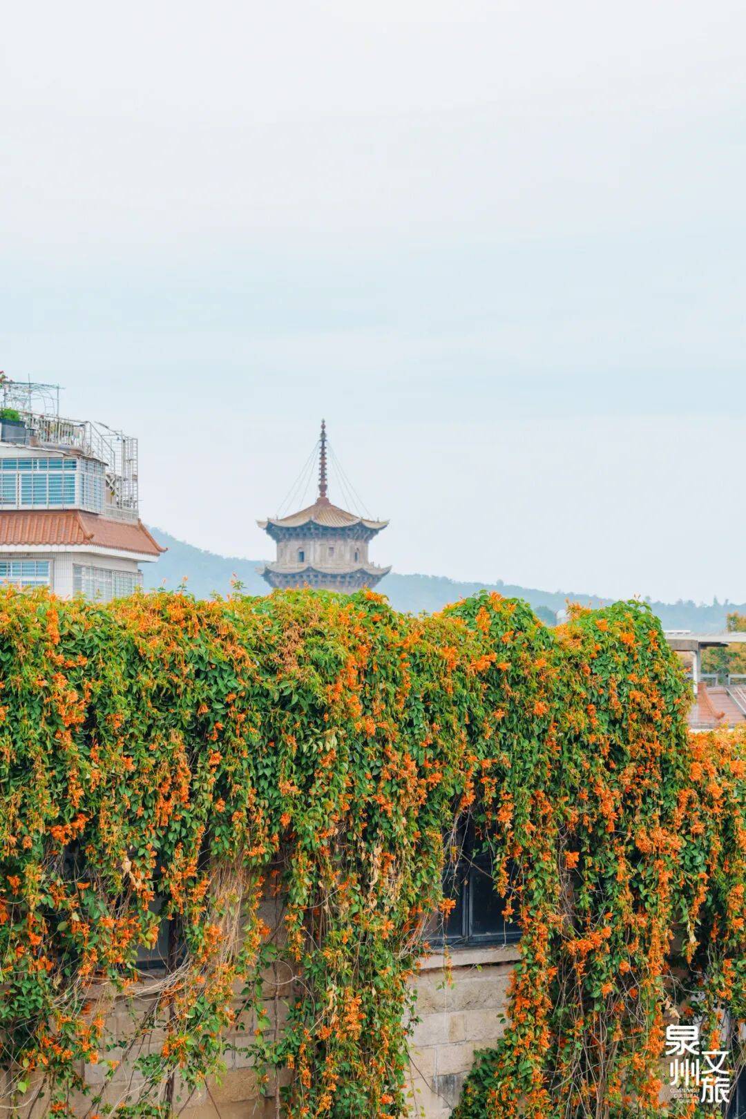 收藏！泉州春日賞花去哪裡？花期+地址全攻略