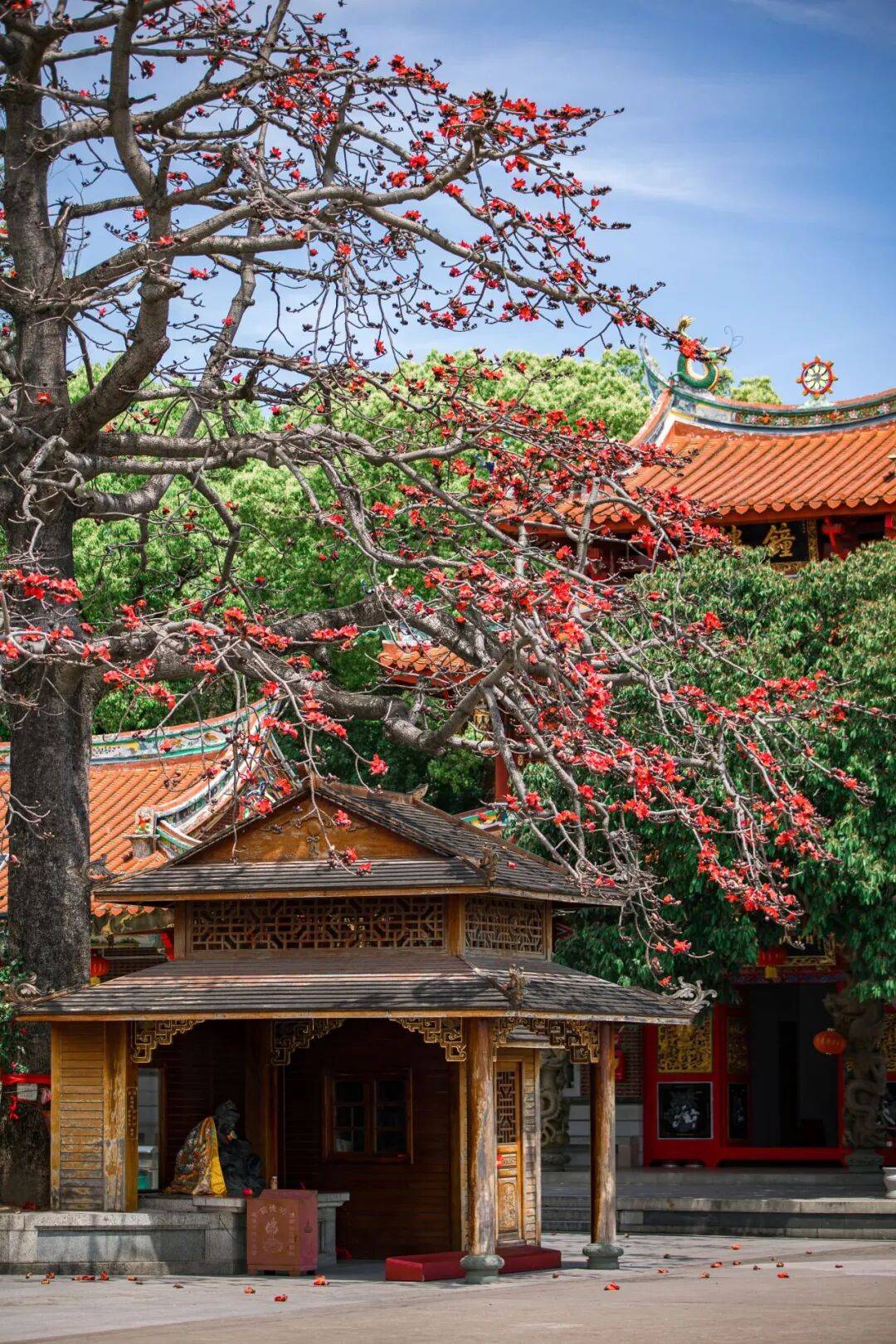 收藏！泉州春日賞花去哪裡？花期+地址全攻略