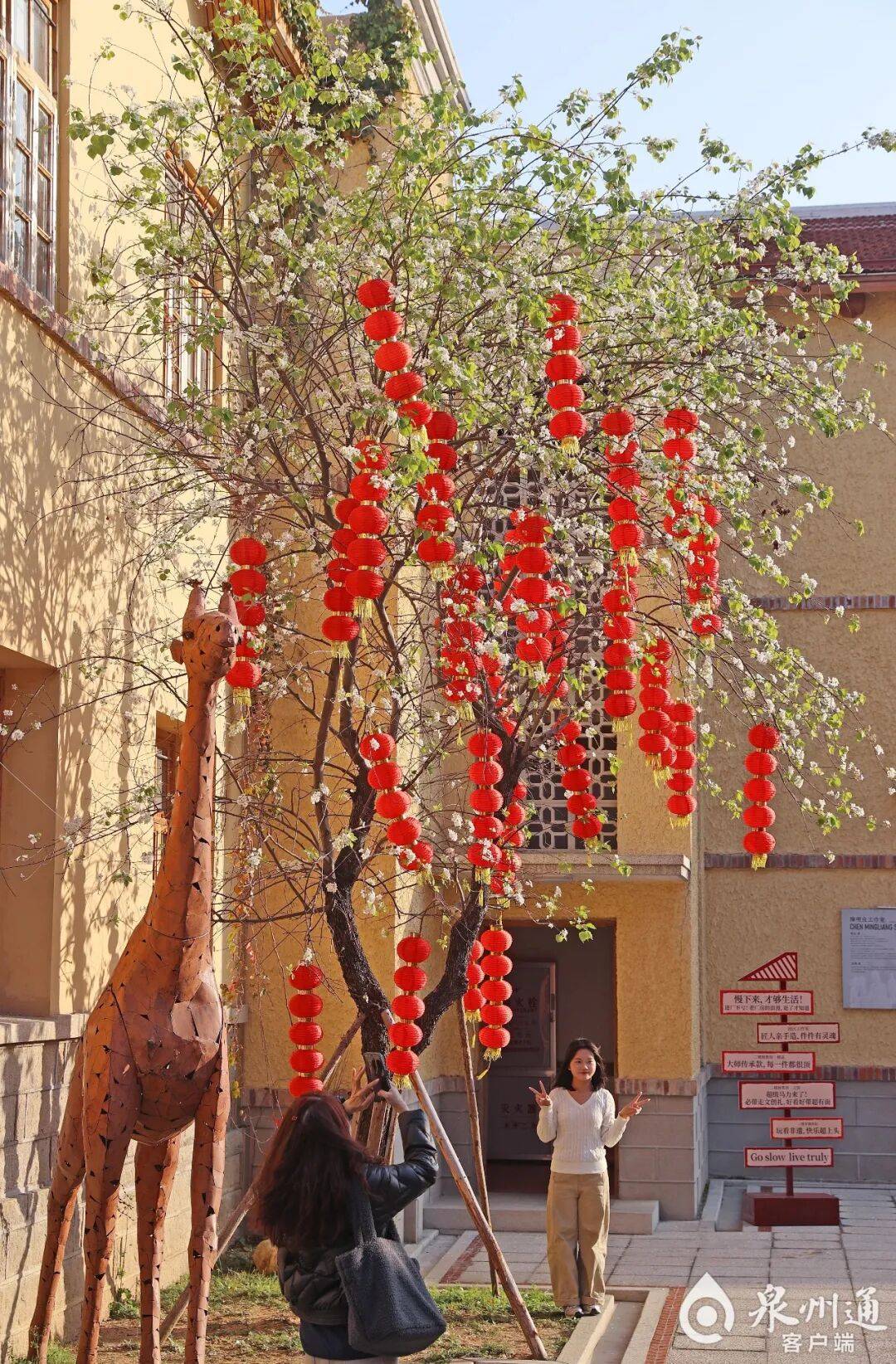 收藏！泉州春日賞花去哪裡？花期+地址全攻略