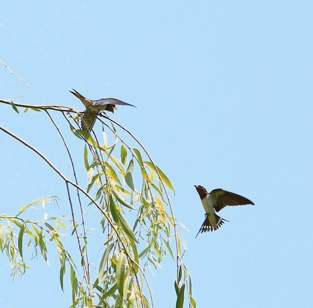 詩意江城：人間有浄土，春色最怡情——詩人言為心聲最新詩歌欣賞