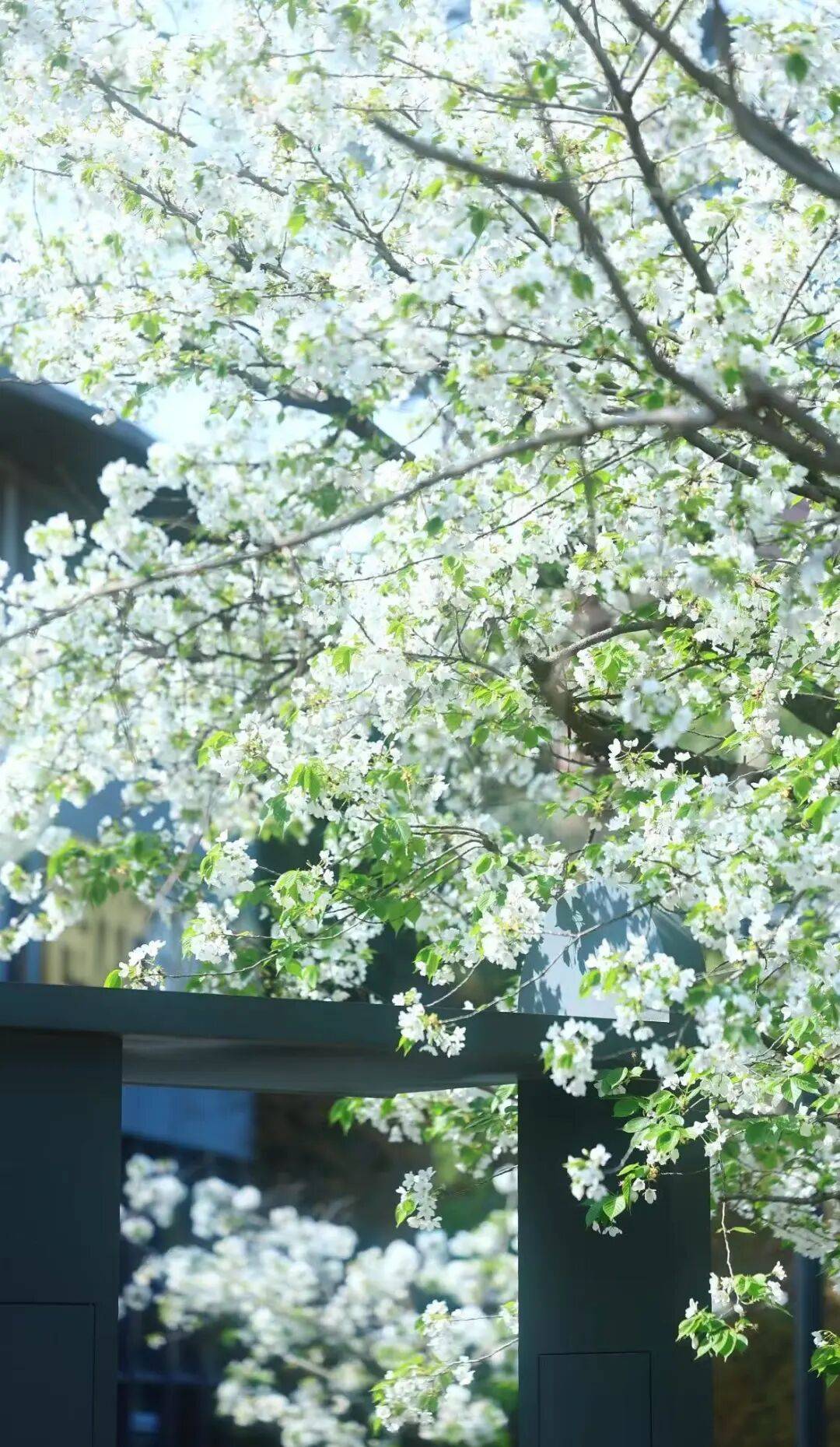 成都可以入校賞花的大學推薦！附預約入口