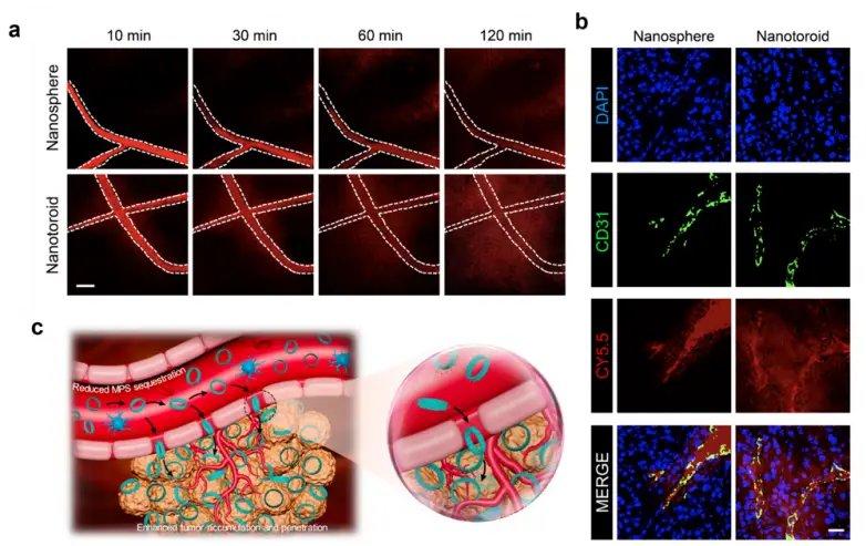 復旦大學JACS孔彪團隊研發智慧奈米環，助力實體瘤深部治療
