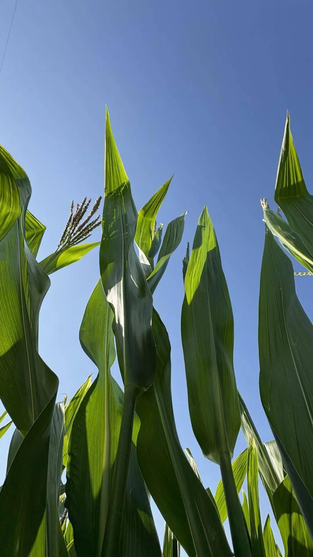 全中國最接地氣的大學生，被小看了