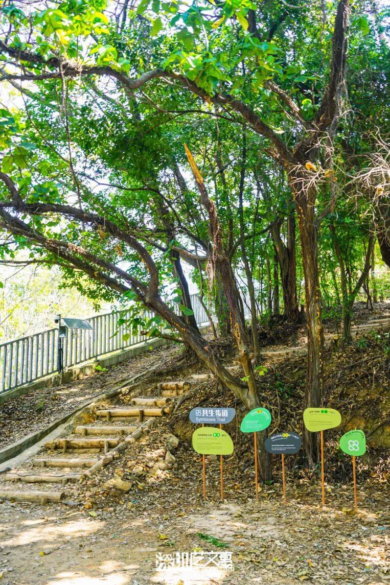 今日深圳｜聽說，羅芳郊野徑新開了個“狗狗圖書館”
