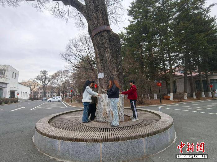 大學生為吉林古樹建檔 解鎖生態與文化雙重密碼