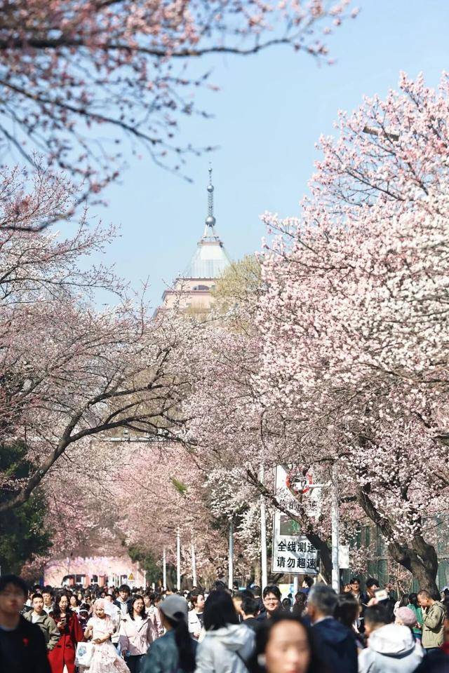 絕美杏花大道上線！拍照點位速速收藏！