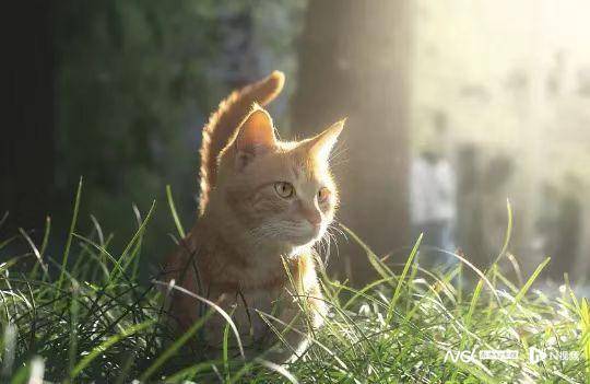 三明伴侶動物立法爭議：法律空缺，寵物經濟千億賽道如何發展