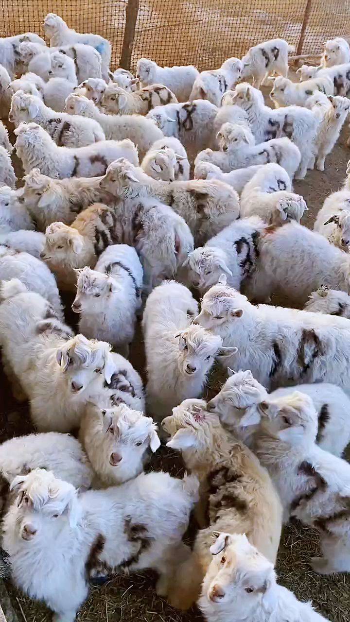 羔羊頑固性拉稀怎麼治療？養殖戶一看就會，快速救羔羊