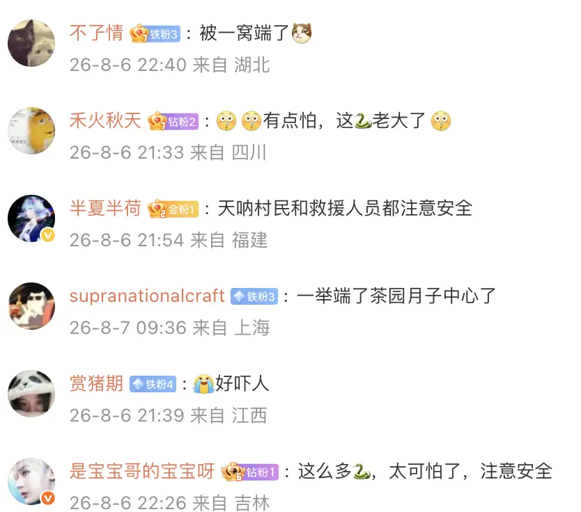 雲南一茶園發現眼鏡王蛇，仔細一看，竟然是一家38口！網友：這是眼鏡王蛇月子中心