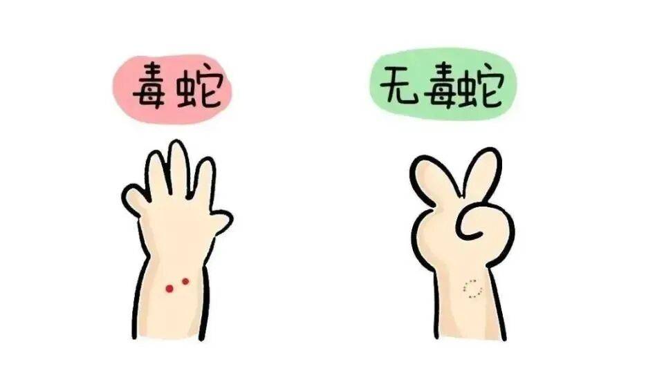 村民在茶園發現條眼鏡王蛇，結果竟是“一家38口”：松針下隱藏一條眼鏡王蛇及37枚蛇卵，報警後“眼鏡王蛇一家”已處置