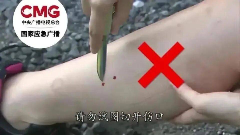 村民在茶園發現眼鏡王蛇，結果竟是“一家38口”：松針下隱藏一條眼鏡王蛇及37枚蛇卵