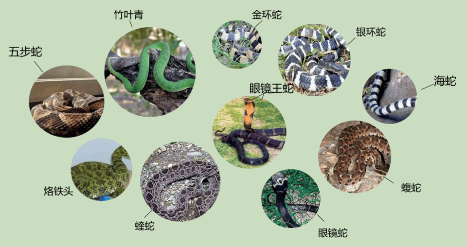村民在茶園發現條眼鏡王蛇，結果竟是“一家38口”：松針下隱藏一條眼鏡王蛇及37枚蛇卵，報警後“眼鏡王蛇一家”已處置