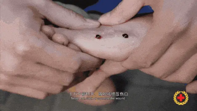 茶園發現眼鏡王蛇，仔細一看，竟然是一家38口！網友：這是眼鏡王蛇月子中心吧