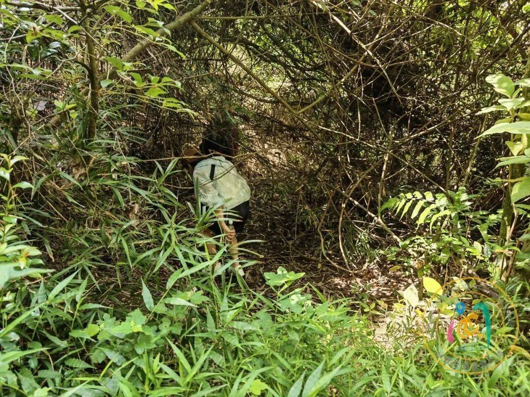 女子單人徒步，在福州鼓山一帶誤入密林被困，救援隊冒高溫快速營救