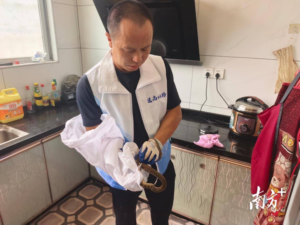 農宅又現蛇患！連南網格員快速處置護民安